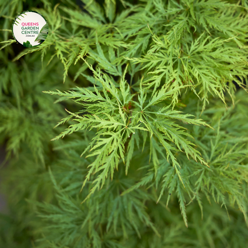 Close-up view of the Acer Palmatum Dissectum Filigree, highlighting its delicate, finely dissected leaves. The intricate, lacy foliage features a soft green hue with a feathery texture, cascading elegantly. The close-up captures the detailed cut edges of the leaves and the plant’s graceful, weeping form, emphasizing its airy and elegant appearance.