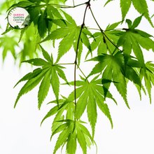 Load image into Gallery viewer, Close-up image of Acer Palmatum Dissectum &#39;Palmatifidum&#39; showcasing its finely dissected leaves. The delicate foliage features slender, deeply lobed leaves with a soft, feathery texture, and a vibrant green color. The intricate leaf structure is highlighted, revealing a lace-like pattern that creates a sense of lightness and grace. The background is softly blurred, focusing attention on the detailed beauty of the leaves.
