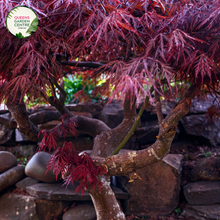 Load image into Gallery viewer, Close-up shot of an Acer palmatum dissectum Atropurpureum Weeping Maple. The image captures the intricate, finely cut leaves in deep purple hues, cascading gracefully from the branches. Each leaf showcases delicate serrations and a lacy texture, creating an elegant, weeping form. The rich color and detailed structure of the foliage stand out vividly against a soft, blurred background, highlighting the tree&#39;s unique beauty.
