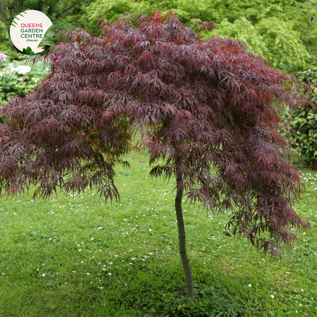  Close-up image of Acer palmatum dissectum 'Brocade'. The focus is on the delicate, finely cut leaves that form a lacy canopy. The leaves are a vibrant green with intricate lobes, displaying a soft texture and elegant appearance. The veins are prominently visible, adding depth and contrast to the foliage. The overall effect is a lush, cascading look that is both graceful and intricate.