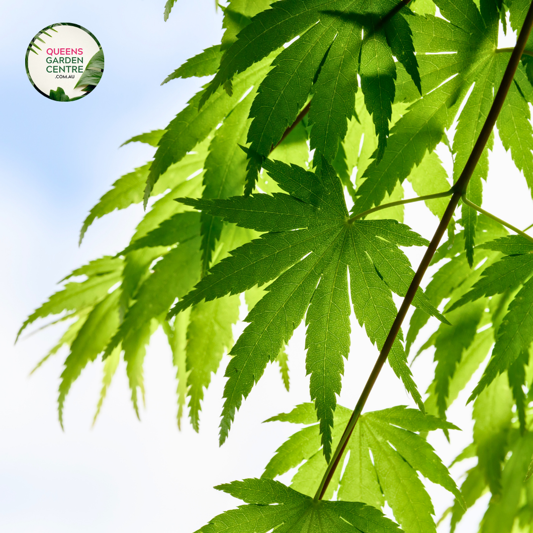 Close-up image of Acer Palmatum Dissectum 'Palmatifidum' showcasing its finely dissected leaves. The delicate foliage features slender, deeply lobed leaves with a soft, feathery texture, and a vibrant green color. The intricate leaf structure is highlighted, revealing a lace-like pattern that creates a sense of lightness and grace. The background is softly blurred, focusing attention on the detailed beauty of the leaves.