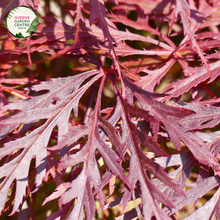 Load image into Gallery viewer, Close-up shot of an Acer palmatum dissectum Atropurpureum Weeping Maple. The image captures the intricate, finely cut leaves in deep purple hues, cascading gracefully from the branches. Each leaf showcases delicate serrations and a lacy texture, creating an elegant, weeping form. The rich color and detailed structure of the foliage stand out vividly against a soft, blurred background, highlighting the tree&#39;s unique beauty.
