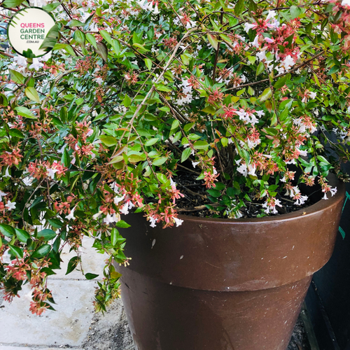 plant image: A close-up view of Abelia Francis Mason plant with lush green leaves and delicate white and pink flowers, creating a stunning contrast in a garden landscape."