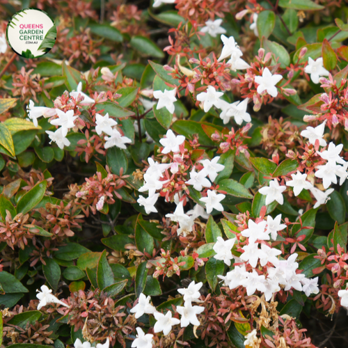 Abelia grandiflora Nana plant, a compact variety of the Abelia grandiflora species. The plant features small, glossy green leaves and produces beautiful, fragrant flowers in shades of pink and white during the summer. With a height of around 2-3 feet, this dwarf Abelia is ideal for smaller gardens or as a low hedge or border plant.