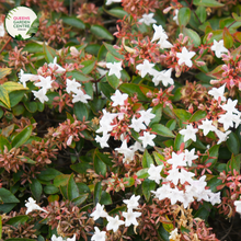 Load image into Gallery viewer, Abelia grandiflora Nana plant, a compact variety of the Abelia grandiflora species. The plant features small, glossy green leaves and produces beautiful, fragrant flowers in shades of pink and white during the summer. With a height of around 2-3 feet, this dwarf Abelia is ideal for smaller gardens or as a low hedge or border plant.
