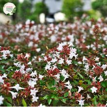 Load image into Gallery viewer, Abelia grandiflora Nana plant, a compact variety of the Abelia grandiflora species. The plant features small, glossy green leaves and produces beautiful, fragrant flowers in shades of pink and white during the summer. With a height of around 2-3 feet, this dwarf Abelia is ideal for smaller gardens or as a low hedge or border plant.
