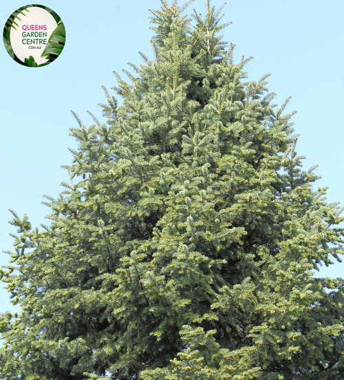 Close-up of an Abies concolor (White Fir) plant. The image features a dense arrangement of long, curved needles that are a soft, silvery-blue-green color. Each needle is flat, slightly twisted, and tapers to a rounded tip, giving the foliage a lush, feathery appearance. The needles are attached to a slender, light brown branch, arranged in a spiral pattern that provides a layered, textured look.