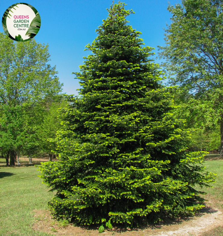 Buy Abies Balsamea Online in Australia – Queens Garden Centre