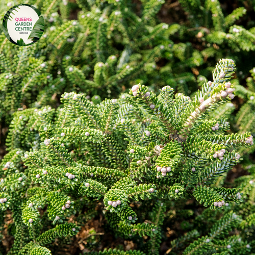 Close-up of an Abies balsamea (Balsam Fir) plant. The image features a dense cluster of short, flat needles arranged spirally around the branch. Each needle is dark green with a smooth, glossy surface and has a slightly rounded tip. The needles are closely packed, creating a lush, soft texture.