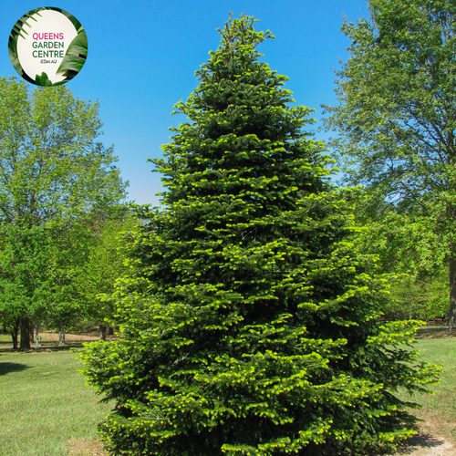 Close-up of an Abies nordmanniana (Nordmann Fir) plant. The image features dense clusters of glossy, dark green needles arranged in a spiral around the branch. Each needle is flat, with a rounded tip and a smooth, shiny surface, featuring two distinct white bands on the underside. The needles are densely packed, giving a lush, soft texture.