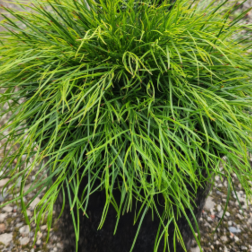 This close-up showcases the vibrant lime-green foliage of the Acacia Limelight. Its delicate, feathery leaves reflect light beautifully, adding a lively touch to any space. Hardy and attractive to pollinators, this plant is perfect for gardens, patios, or indoor settings.