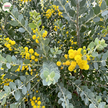Load image into Gallery viewer, Acacia Podalyriifolia
