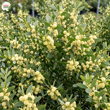 Load image into Gallery viewer, Acacia melanoxylon Blackwood (Wholesale)
