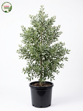 Load image into Gallery viewer, Acacia melanoxylon Blackwood (Wholesale)
