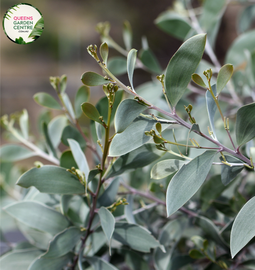  "Close-up view of Acacia binervia Sterling Silver plant, showcasing its distinctive silvery leaves and elegant branching pattern. This Australian native plant adds a touch of sophistication to any garden or landscape."