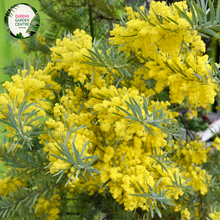 Load image into Gallery viewer, Close-up of an Acacia covenyi &#39;Bush Magik&#39; plant. The image highlights the plant&#39;s dense foliage, characterized by long, slender, and slightly curved leaves with a blue-grey hue. The leaves, known as phyllodes, are smooth and have a fine texture, tapering to a pointed tip. They are arranged alternately along the stems, creating a feathery, layered effect.
