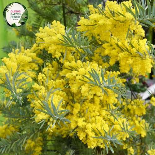 Close-up of an Acacia covenyi 'Bush Magik' plant. The image highlights the plant's dense foliage, characterized by long, slender, and slightly curved leaves with a blue-grey hue. The leaves, known as phyllodes, are smooth and have a fine texture, tapering to a pointed tip. They are arranged alternately along the stems, creating a feathery, layered effect.