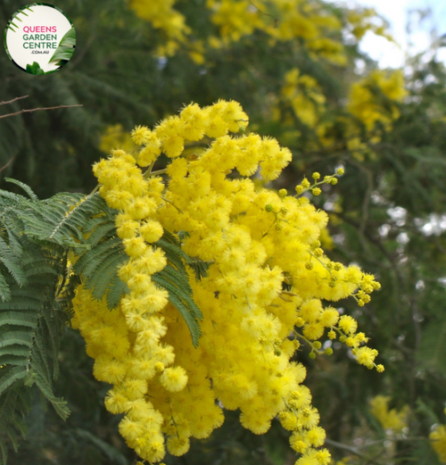 Alt Text: "Acacia fimbriata plant with feathery foliage, displaying its unique, textured leaves in vibrant green tones."