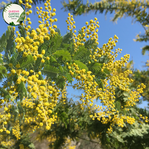 Alt Text: "Acacia fimbriata plant with feathery foliage, displaying its unique, textured leaves in vibrant green tones."