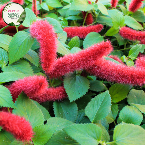 Alt text: Acalypha reptans 'Stephie,' a low-growing plant with trailing stems and striking variegated foliage. The leaves feature a mix of green and creamy-white tones, adding a touch of color and texture to gardens or containers. Acalypha reptans is appreciated for its ornamental appeal and adaptability in various landscaping settings.