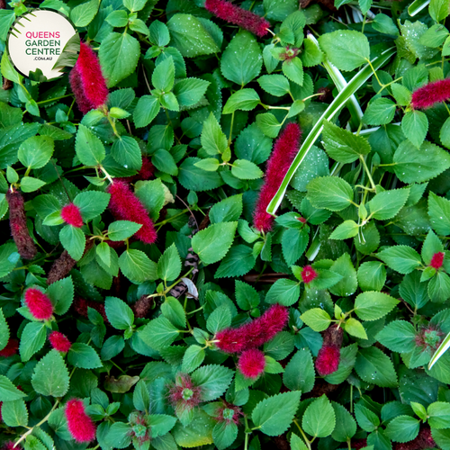 Alt text: Acalypha reptans 'Stephie,' a low-growing plant with trailing stems and striking variegated foliage. The leaves feature a mix of green and creamy-white tones, adding a touch of color and texture to gardens or containers. Acalypha reptans is appreciated for its ornamental appeal and adaptability in various landscaping settings.