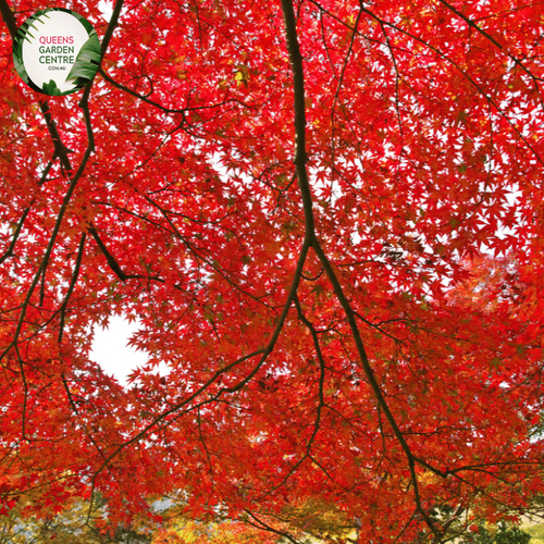 guarantees premium quality Acer palmatum 'Dissectum Inaba Shidare' plants, providing a convenient way to infuse your outdoor space with elegance and color. 