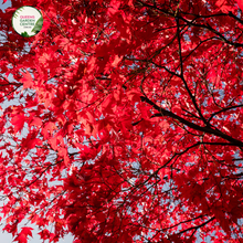 Load image into Gallery viewer, Close-up photo of Acer Rubrum &#39;Fairview Flame&#39;, a vibrant and graceful deciduous tree. The tree features stunning foliage with leaves in shades of deep red, orange, and hints of yellow, creating a fiery and captivating display. The leaves are palm-shaped with prominent veins and serrated edges. 
