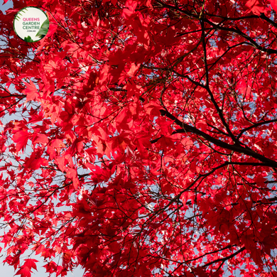 Close-up photo of Acer Rubrum 'Fairview Flame', a vibrant and graceful deciduous tree. The tree features stunning foliage with leaves in shades of deep red, orange, and hints of yellow, creating a fiery and captivating display. The leaves are palm-shaped with prominent veins and serrated edges. 