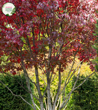 Load image into Gallery viewer, Close-up photo of Acer Rubrum &#39;Fairview Flame&#39;, a vibrant and graceful deciduous tree. The tree features stunning foliage with leaves in shades of deep red, orange, and hints of yellow, creating a fiery and captivating display. The leaves are palm-shaped with prominent veins and serrated edges. 
