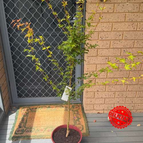 Acer Palmatum Bonfire