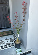 Load image into Gallery viewer, &quot;Acer Palmatum Shaina, also known as Shaina Japanese Maple, is a compact and striking ornamental tree cherished for its unique form and vibrant foliage. The image displays a grouping of Acer Palmatum Shaina plants, showcasing their dense, upright growth habit and deep red-purple leaves.
