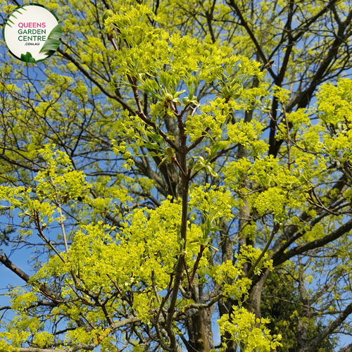 Alt text: Close-up photo of an Acer campestre, commonly known as the Field Maple plant. The deciduous tree displays lush, green, lobed leaves with serrated edges. In the image, the leaves are arranged in an elegant canopy, and the tree exhibits a rounded or oval form. The Field Maple is characterized by its vibrant foliage and is often used for ornamental landscaping or as a shade tree.
