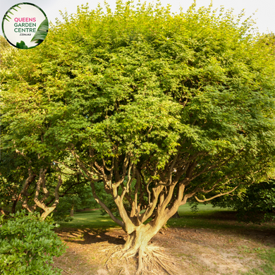 Alt text: Close-up photo of an Acer campestre, commonly known as the Field Maple plant. The deciduous tree displays lush, green, lobed leaves with serrated edges. In the image, the leaves are arranged in an elegant canopy, and the tree exhibits a rounded or oval form. The Field Maple is characterized by its vibrant foliage and is often used for ornamental landscaping or as a shade tree.