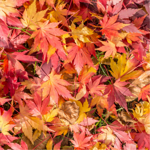"Close-up view of Acer japonicum 'Vitifolium,' a Full Moon Maple dwarf plant, showcasing its intricately lobed leaves resembling grapevine foliage. The compact size and vibrant greenery make it an ideal ornamental addition for gardens or smaller landscapes."