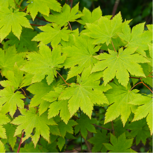 "Close-up view of Acer japonicum 'Vitifolium,' a Full Moon Maple dwarf plant, showcasing its intricately lobed leaves resembling grapevine foliage. The compact size and vibrant greenery make it an ideal ornamental addition for gardens or smaller landscapes."