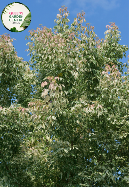 "Close-up of Acer negundo 'Flamingo,' a Pink Flamingo dwarf plant, featuring variegated pink and white foliage. The compact size and vibrant colors make it a striking ornamental choice for gardens or smaller landscapes."