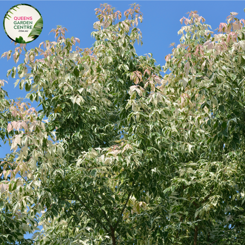 "Close-up of Acer negundo 'Flamingo,' a Pink Flamingo dwarf plant, featuring variegated pink and white foliage. The compact size and vibrant colors make it a striking ornamental choice for gardens or smaller landscapes."