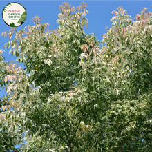 Load image into Gallery viewer, &quot;Close-up of Acer negundo &#39;Flamingo,&#39; a Pink Flamingo dwarf plant, featuring variegated pink and white foliage. The compact size and vibrant colors make it a striking ornamental choice for gardens or smaller landscapes.&quot;
