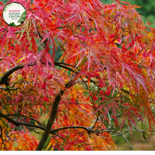 "Close-up of Acer palmatum 'Bonfire,' showcasing its fiery red foliage in a compact growth habit. This ornamental plant, known as Bonfire Japanese Maple, adds a burst of vibrant color to gardens and landscapes."
