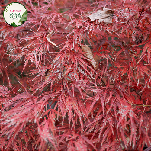 "Close-up of Acer palmatum 'Dissectum Crimsonwave,' featuring finely dissected, crimson-red leaves in an elegant cascading form. This ornamental plant, known as Crimsonwave Japanese Maple, adds a touch of grace and vibrant color to gardens and landscapes."