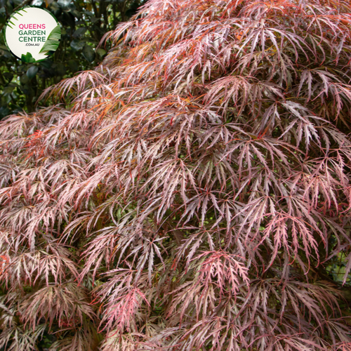 "Close-up of Acer palmatum 'Dissectum Crimsonwave,' featuring finely dissected, crimson-red leaves in an elegant cascading form. This ornamental plant, known as Crimsonwave Japanese Maple, adds a touch of grace and vibrant color to gardens and landscapes."