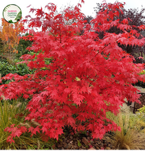 Load image into Gallery viewer, &quot;Alt Text: Acer palmatum Japanese Maple plant showcasing delicate, palm-shaped leaves in vibrant shades of red, orange, or green. This ornamental tree displays an elegant, spreading form with graceful branches. The Japanese Maple is renowned for its stunning fall foliage, which transforms into a brilliant array of colors. A popular choice for gardens and landscapes
