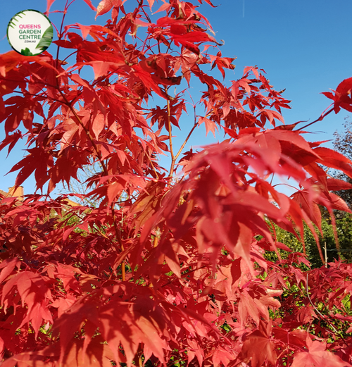 "Alt Text: Acer palmatum Japanese Maple plant showcasing delicate, palm-shaped leaves in vibrant shades of red, orange, or green. This ornamental tree displays an elegant, spreading form with graceful branches. The Japanese Maple is renowned for its stunning fall foliage, which transforms into a brilliant array of colors. A popular choice for gardens and landscapes