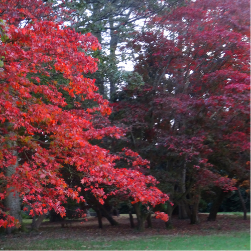 Alt text: Close-up photo of an Acer palmatum 'Osakazuki' plant, highlighting its vibrant and ornamental features. This Japanese Maple showcases large, palmate leaves with serrated edges that transition from bright green to intense crimson in the autumn. The photo captures the intricate details of the foliage, emphasizing the lush green color and the potential autumnal transformation, showcasing the overall beauty of the Acer palmatum 'Osakazuki.'