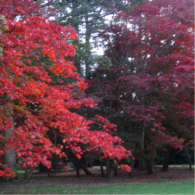 Acer palmatum Osakazuki