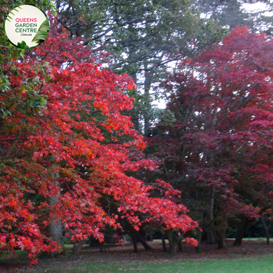 Alt text: Close-up photo of an Acer palmatum 'Osakazuki' plant, highlighting its vibrant and ornamental features. This Japanese Maple showcases large, palmate leaves with serrated edges that transition from bright green to intense crimson in the autumn. The photo captures the intricate details of the foliage, emphasizing the lush green color and the potential autumnal transformation, showcasing the overall beauty of the Acer palmatum 'Osakazuki.'