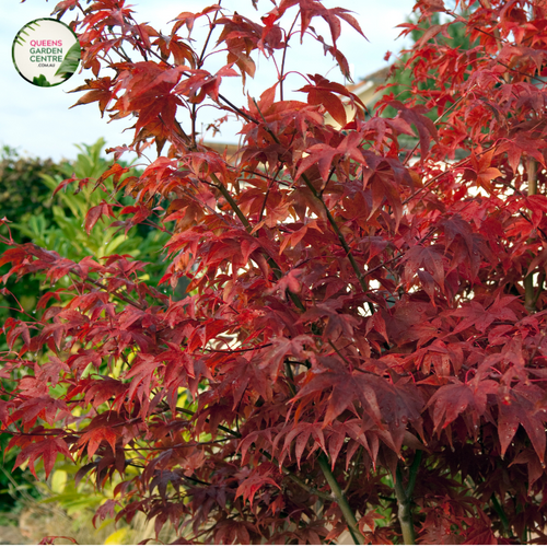 "Acer Palmatum Shaina, also known as Shaina Japanese Maple, is a compact and striking ornamental tree cherished for its unique form and vibrant foliage. The image displays a grouping of Acer Palmatum Shaina plants, showcasing their dense, upright growth habit and deep red-purple leaves.