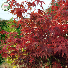 Load image into Gallery viewer, &quot;Acer Palmatum Shaina, also known as Shaina Japanese Maple, is a compact and striking ornamental tree cherished for its unique form and vibrant foliage. The image displays a grouping of Acer Palmatum Shaina plants, showcasing their dense, upright growth habit and deep red-purple leaves.
