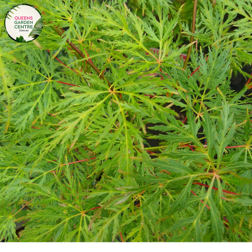 "Close-up of Acer palmatum dissectum 'Emerald Lace Standards,' showcasing its finely dissected, lace-like leaves in a standard form. This ornamental plant, known as Emerald Lace Japanese Maple Standards, adds elegance and a touch of vibrant greenery to gardens and landscapes."