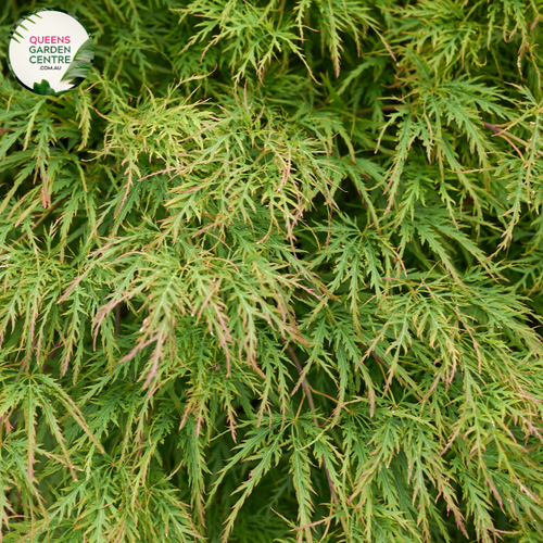 "Close-up of Acer palmatum dissectum 'Emerald Lace Standards,' showcasing its finely dissected, lace-like leaves in a standard form. This ornamental plant, known as Emerald Lace Japanese Maple Standards, adds elegance and a touch of vibrant greenery to gardens and landscapes."